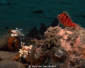 scrimp fisch watch by Marc Van Den Broeck 